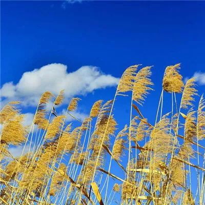  2023最新美丽风景头像