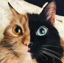  网友说他家的猫是个神奇的存在,一半橘一半黑...还...