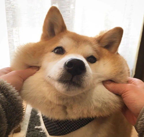  收集站