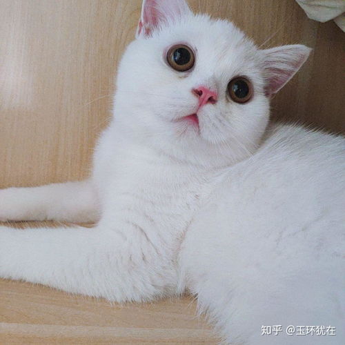  纯白英短跟普通白猫的区别到底在哪里