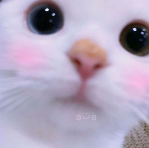 有没有又萌又可爱的猫星人微信头像