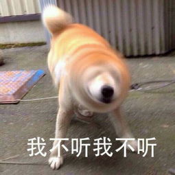  柴犬魔性表情包