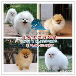  图精品球球博美犬广东最大养殖场是您购犬的最佳选择广州宠物狗