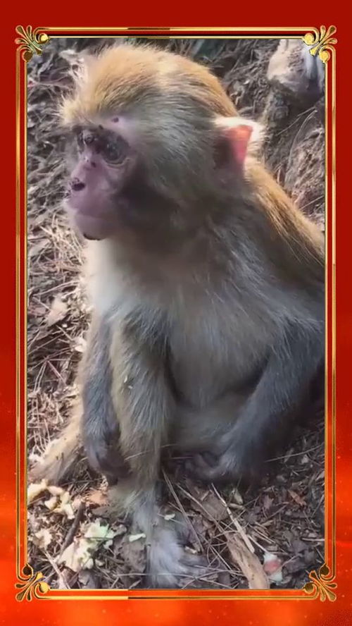  小家伙太可怜了,单独喂喂它