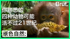 濒危动物第1话北极熊的启程