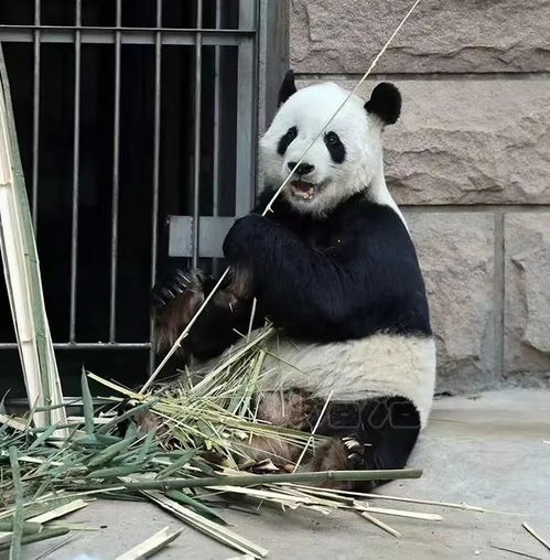  丫丫回家,北京动物园大熊猫全家福更新