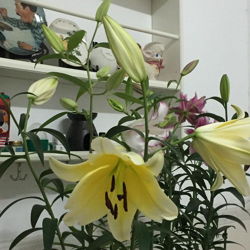  养百合花小记一