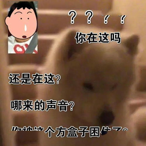 狗狗尿尿发朋友圈