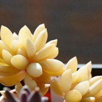 植物头像百合花微信头像图片大全