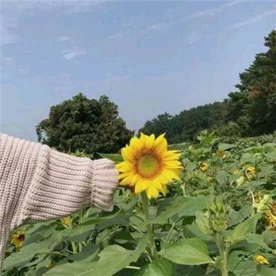  kok电竞网址