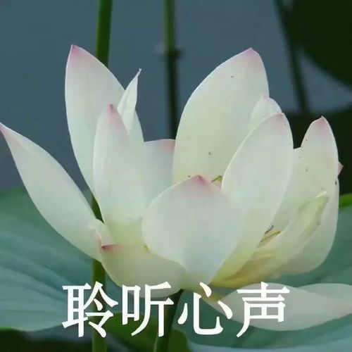  如果一个男生喜欢这样跟你聊天,不是娘炮就是喜欢你