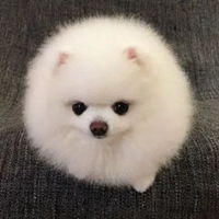  博美犬卡通可爱头像