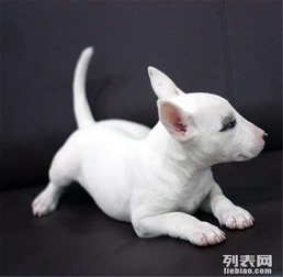  全年一至今最畅销牛头梗幼犬好品质有保障