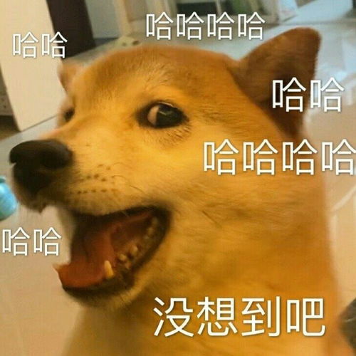  可爱小动物表情包合集29