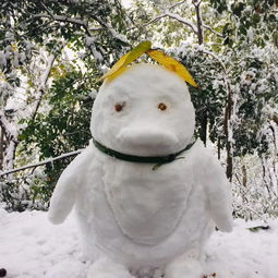  60秒西湖雪景大片来了初雪后的大杭州美翻天