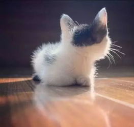  送你们30张可盘可捏的猫咪后脑勺头像