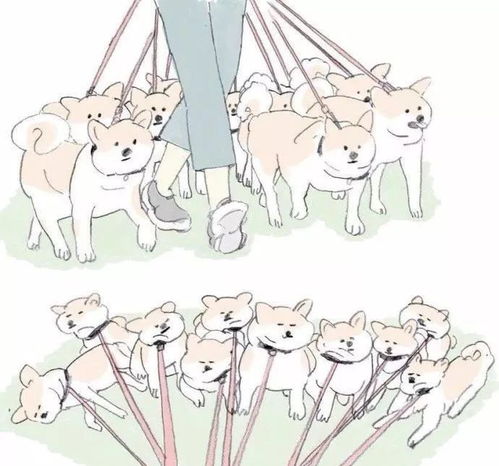  柴犬是一种不能轻易出门的狗子,因为一出门就很难拉回去啊怎么拖都不回家