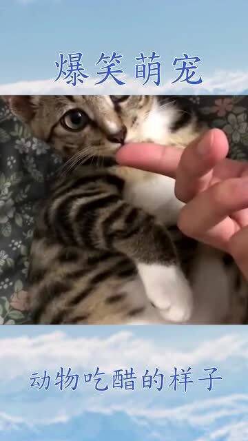  你有见过动物吃醋的可爱样子吗
