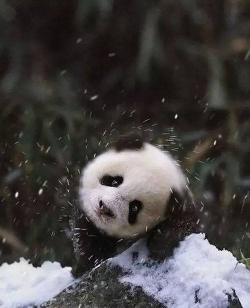  来一波敲可爱熊猫头像