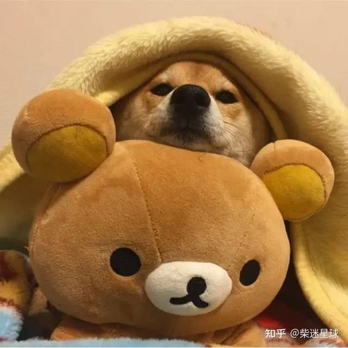  柴犬经期那点事你知道吗