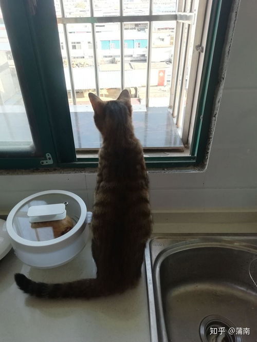  一只孤独的猫