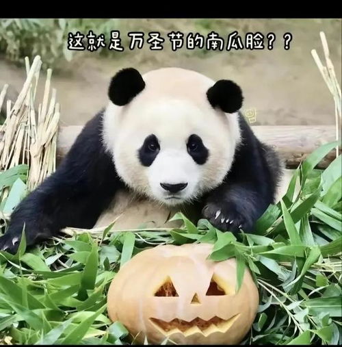  可爱的国宝大熊猫图片