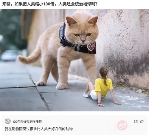  神回复川普会怎么回复