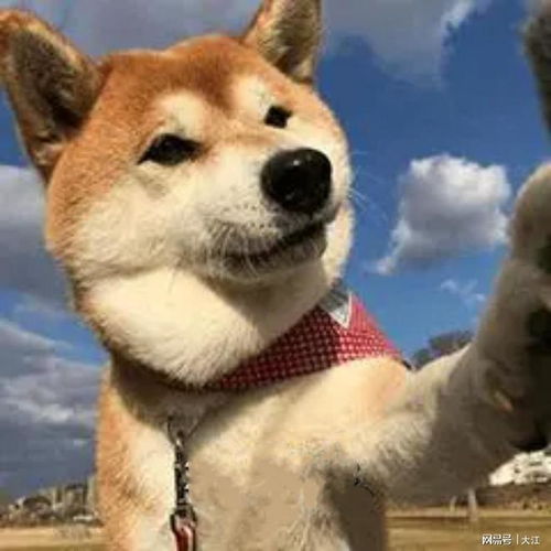 木板雕刻菩萨头像柴犬