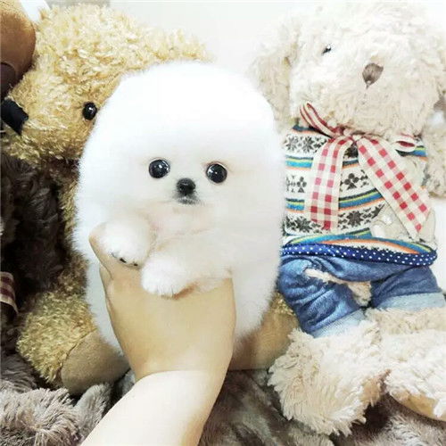  图哪里有卖博美博美多少钱博美图片博美幼犬北京宠物狗