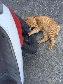 大熊猫便便做成纸巾网友懵圈该擦哪