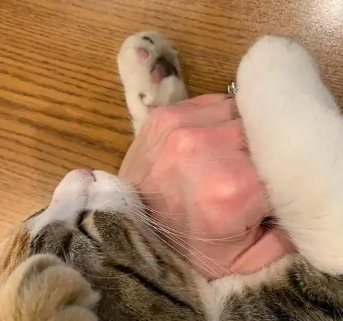  在办公室上班的招财猫咪,每天的任务就是撒娇,太可爱了