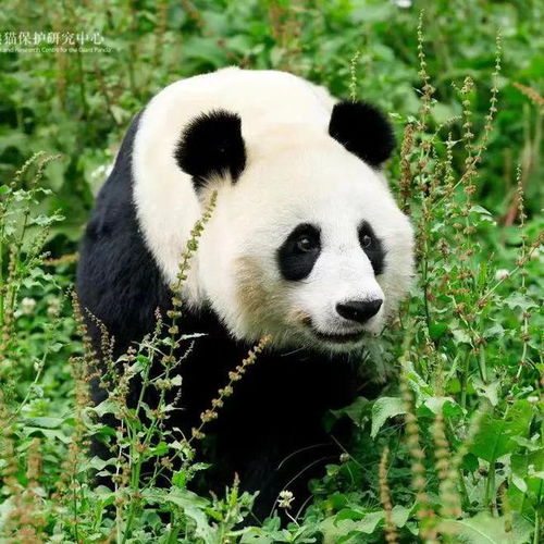  世界运动会,为什么在成都