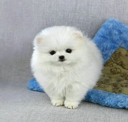  武汉本地出售精品博美幼犬协议有保障公母多只可选