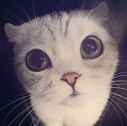  这只在ins上圈粉无数的猫,一睁开眼睛我就化了....