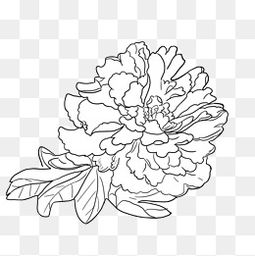  牡丹背景图片牡丹背景素材图片牡丹背景素材图片免费下载千库网png
