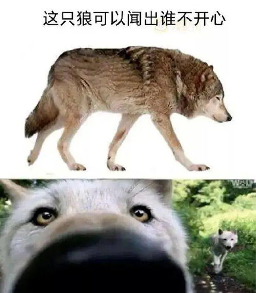  小动物治愈时间