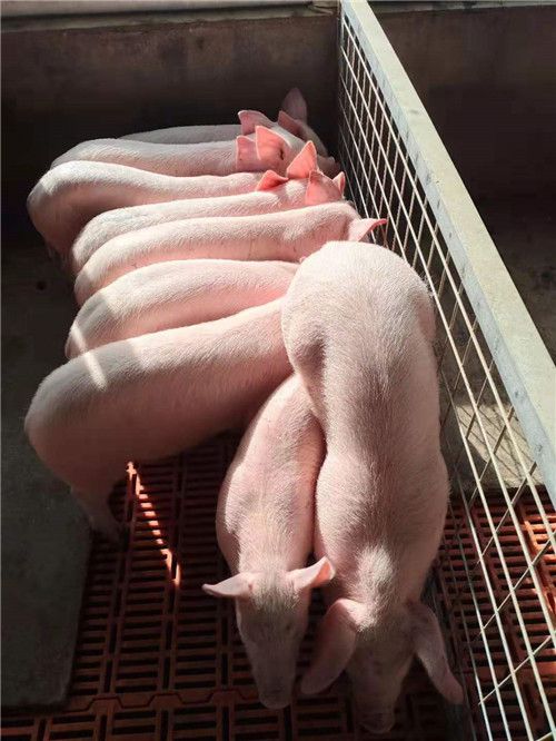  朱元璋姓朱,明朝百官管猪叫什么皇帝换了个叫法,百姓骂不绝口