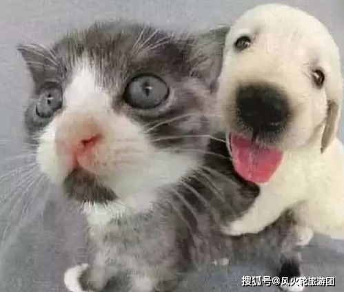  被骗了这么多年,这才是有猫有狗最幸福的样子
