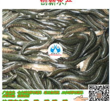  黄页88高清图片