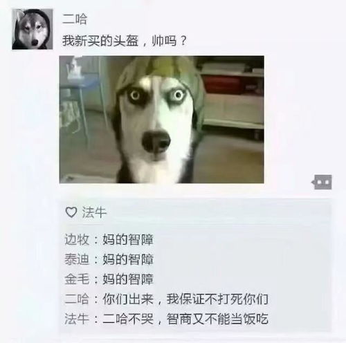  假如狗狗会发朋友圈,泰迪的回复亮了