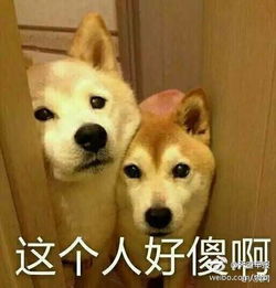  神评论最危险的地方也最安全,这话到底谁说的