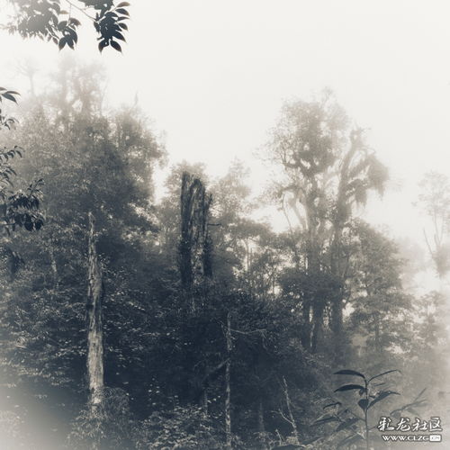  双节我们巡山识树认草转森林