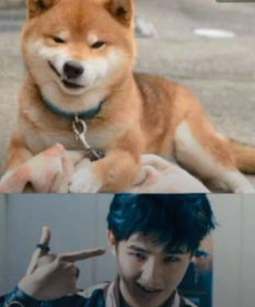  明星撞脸狗狗周杰伦貌似比特犬,最后的刘昊然,网友炸锅啦