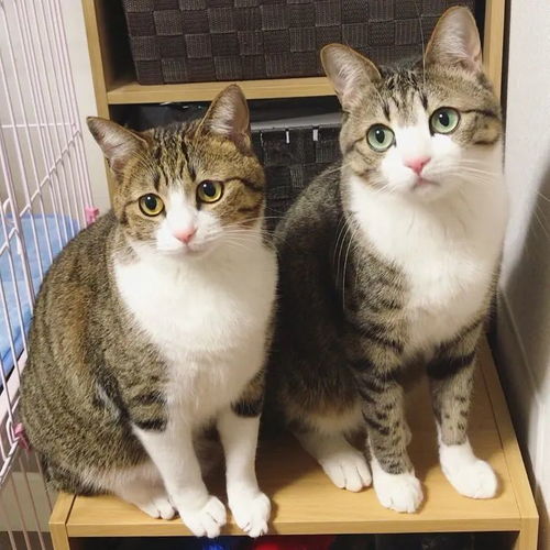  猫趣养两只一模一样的猫咪,铲屎官会是啥感受