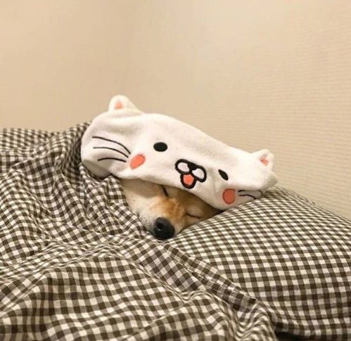  蠢萌的柴犬头像小可爱们请注意接收别忘了点赞噢