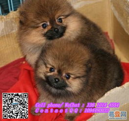  出售纯种哈多利球型博美幼犬高品质纯种博美犬的图片-宝安大浪易登网