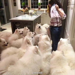 发财狗头像可爱猫咪