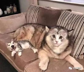  今日爆逗丨当女朋友说和你玩个游戏玩完这个游戏竟然脑壳疼