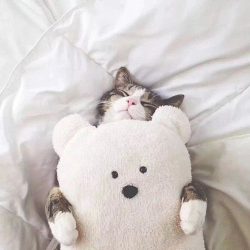  三个月的猫咪总喜欢咬人怎么办