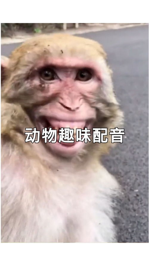  动物趣味配音